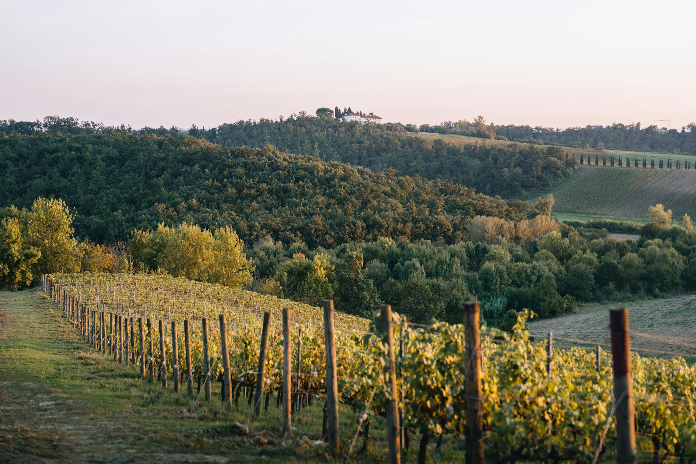 Vineyard rows at sunset — wine country long weekend